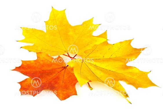 Tre mapple blad