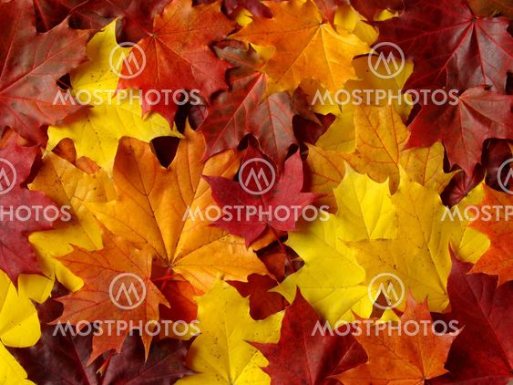 autumnal palette