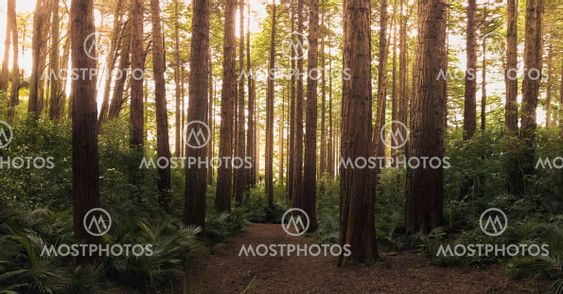 Forest