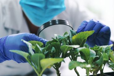 Closeup, science and microscope with plants, research...