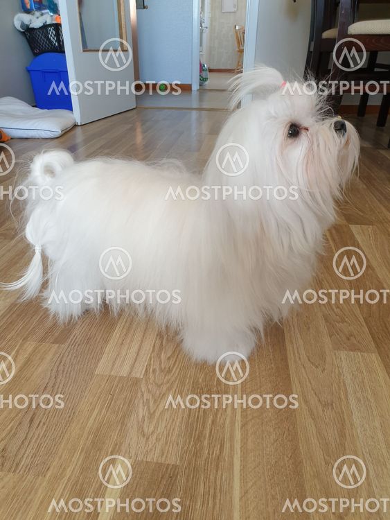 Malteser