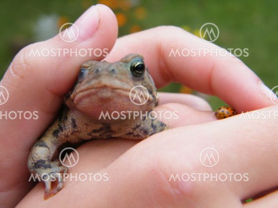 Toad