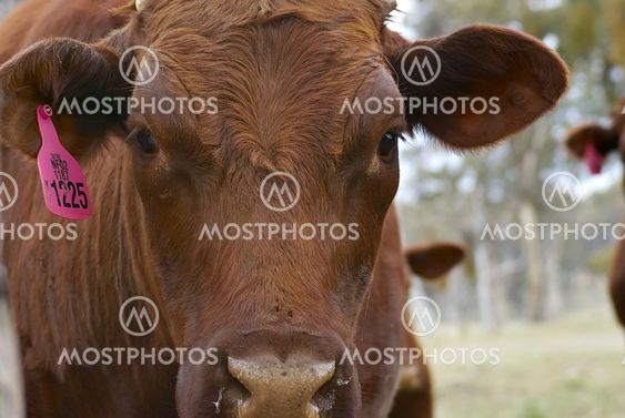 brown cow