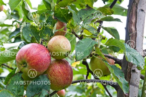 Apples ready to be plucked