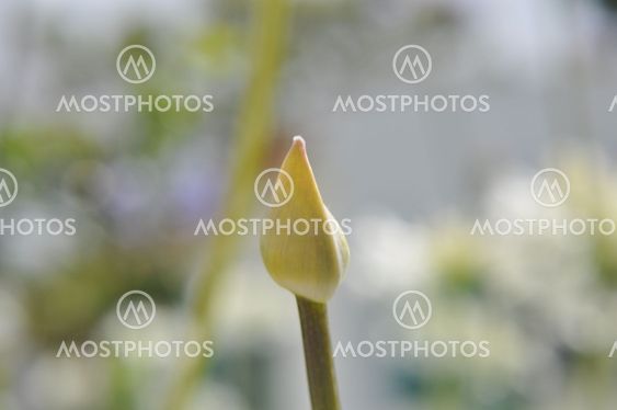Small White Flower Button