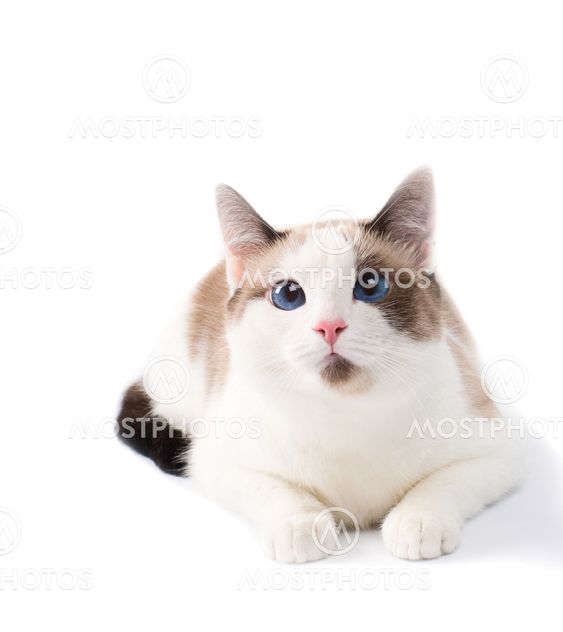 inhemska katt