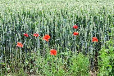 Flowers, growth and nature in spring, sustainable and...
