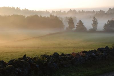 Morgondimma vid stengärdsgård