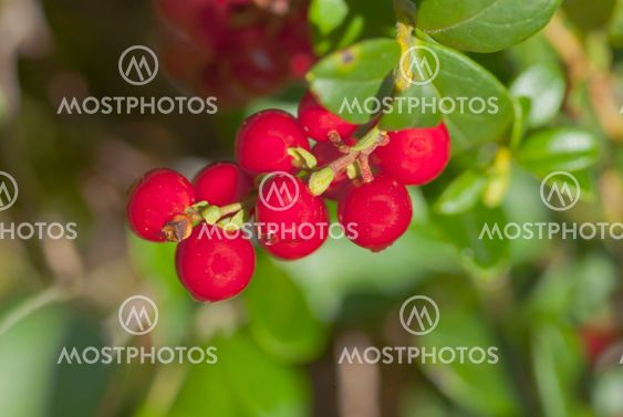Lingonberry