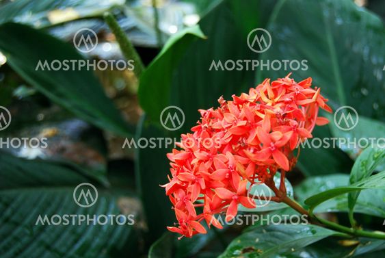 The Red Ixora