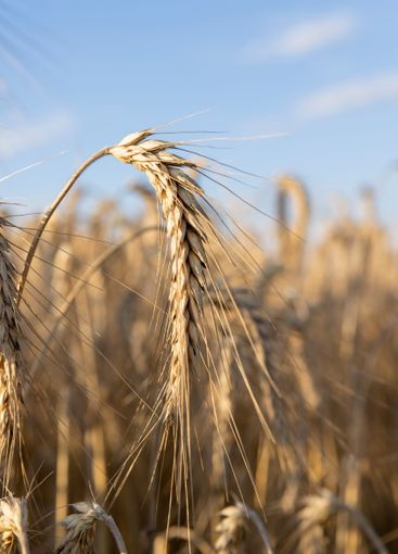 wheat field before harvest in the summer season