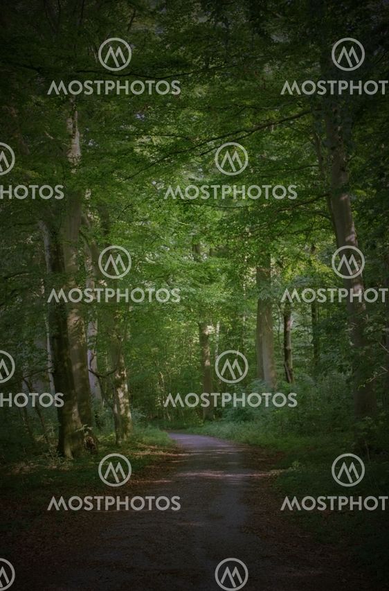 Forest Road