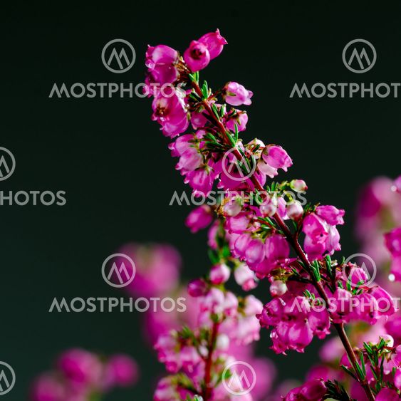 Heather flower close up