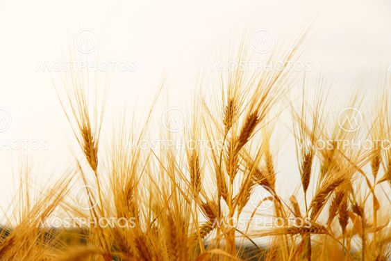 Golden Ears On The Summer Field Before Harvest