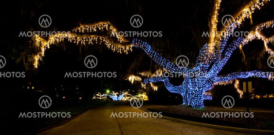 Tree Lights 2