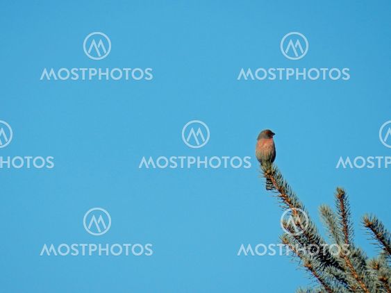 Male finch on a branch against blue sky