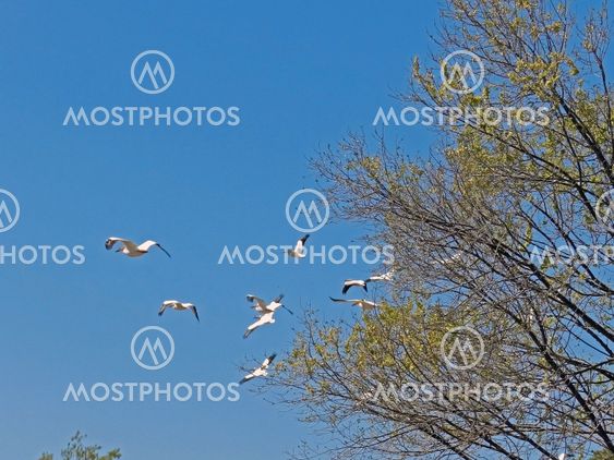 White Pelicans flying
