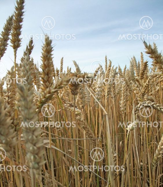 wheat detail at summer time