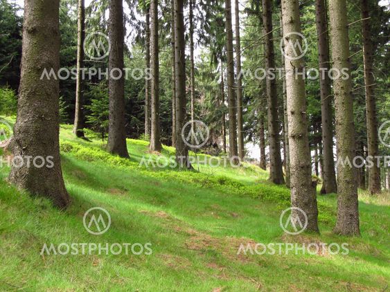 spruce forest in spring