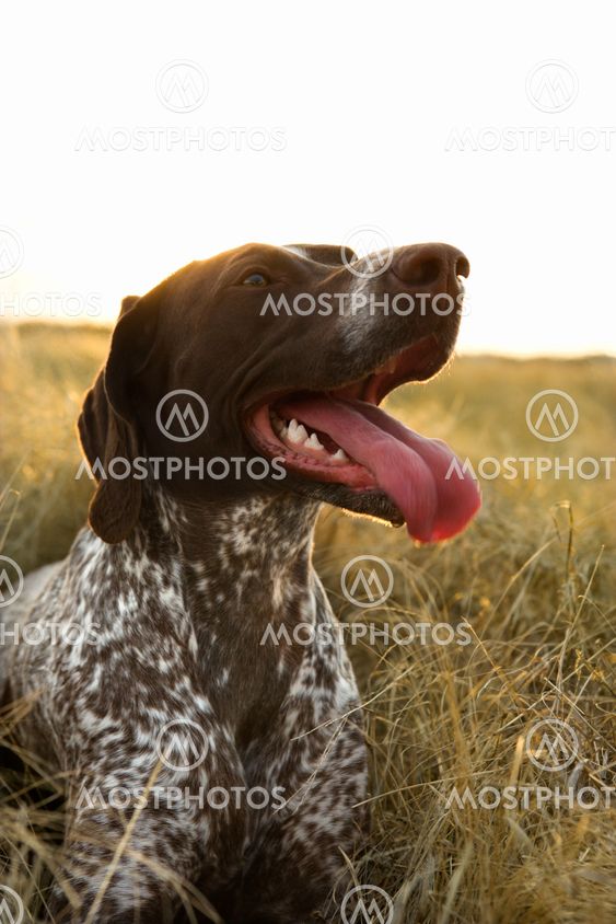 Sporting dog in field.