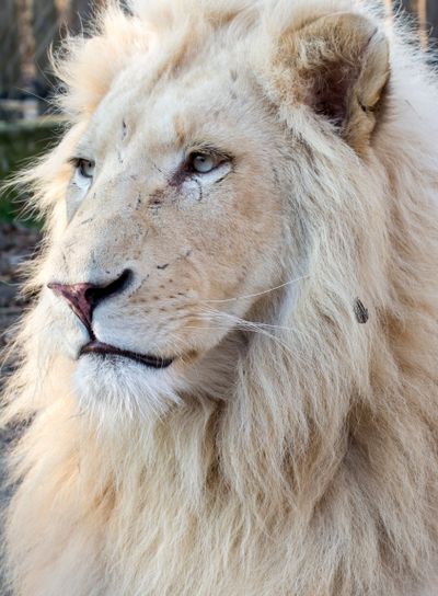 White lion (Panthera leo krugeri)