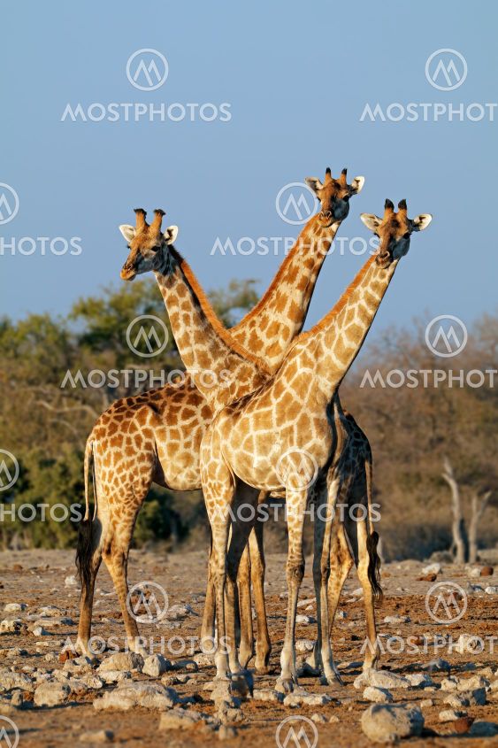 Giraffes in natural habitat - Etosha National Park