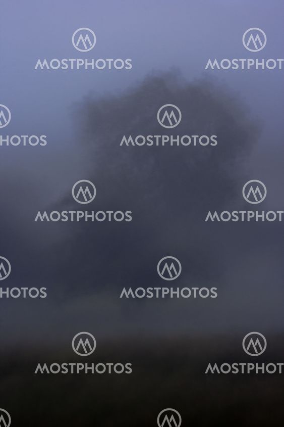 Through the fog