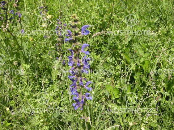 Blue flower in a green field