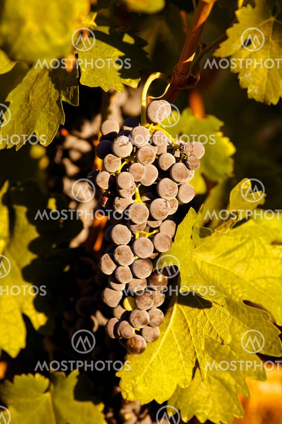 Grapes in vine