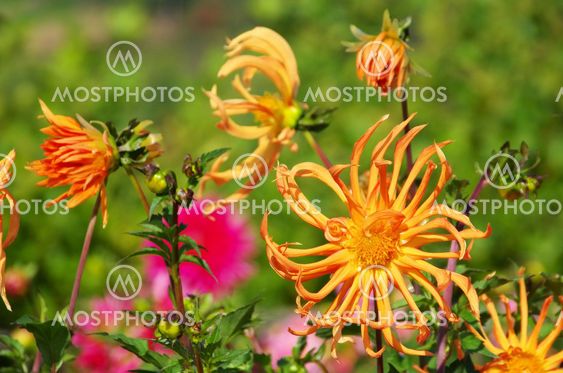 Dahlie - Dahlia 146