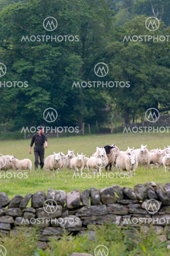 Sheep Farming
