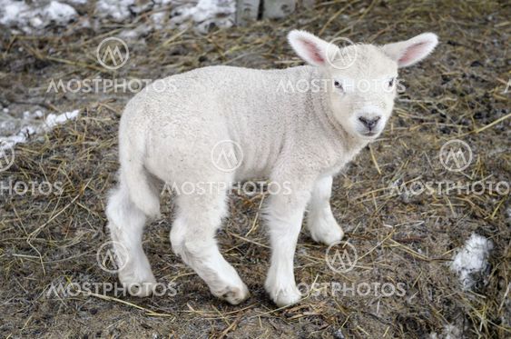 lamb