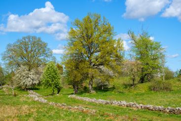 Dirt road in a old cultural landscape at spring