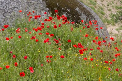 plant, flower, bloom, blossom, flowering, red, seed,...