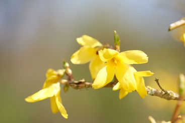 Flowers, nature and weeping forsythia in garden for...