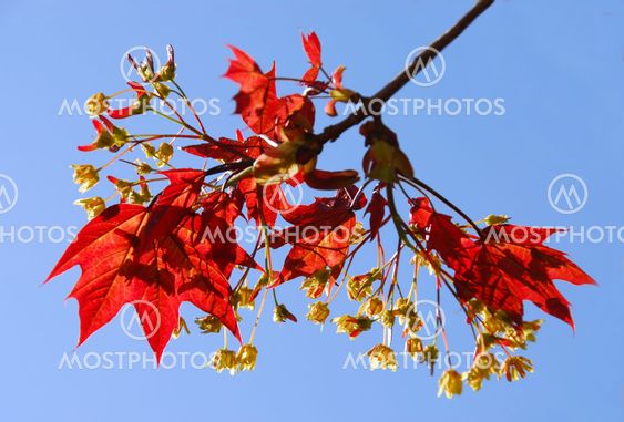 Maple branch