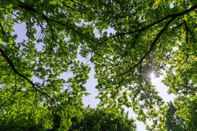 an oak tree with green foliage in the spring season