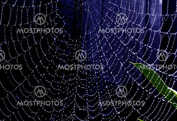 Cobweb_10