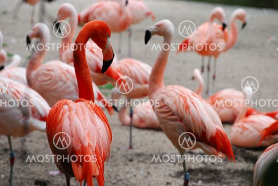pink flamingos (Phoenicopterus ruber ruber)