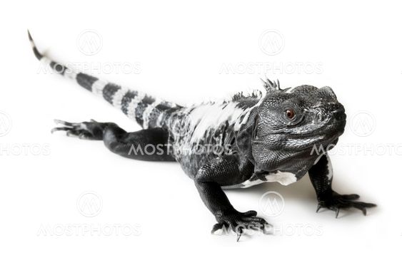 Spiny Tailed Iguana