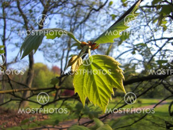 Platanus orientalis