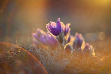 Spring flower. Nature with meadow and sunset. Seasonal...