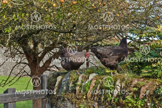 Chickens on a Wall