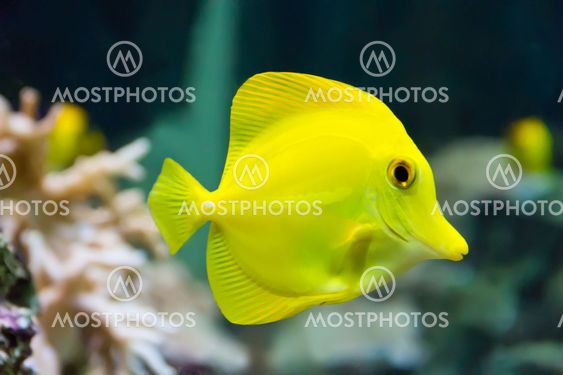 Zebrasoma yellow tang fish