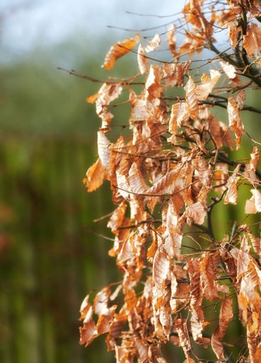 Autumn leaves, tree and nature with fall for season,...