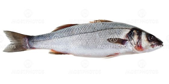 seabass