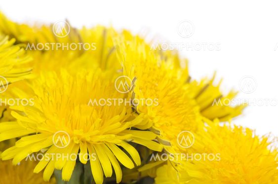 Yellow dandelion isolated on a white