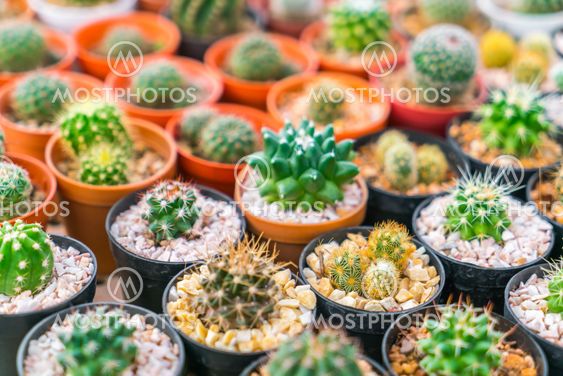 Beautiful small cactus field .