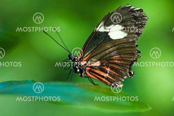 Butterfly macro