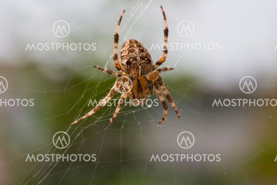 Spider